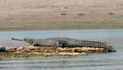 Golden Triangle Tour with Chambal Safari